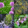 Standardized Plant Extracts